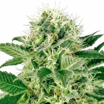 Насіння конопель Northern Lights Feminised